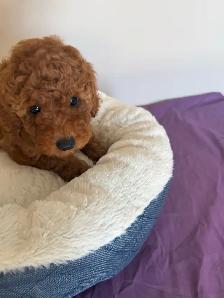 Red Toy Poodle Puppy
