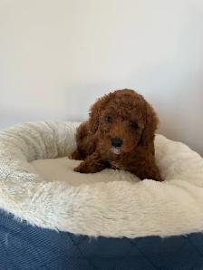 Red Toy Poodle Puppy - Photo 2