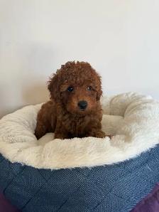 Red Toy Poodle Puppy - Photo 3