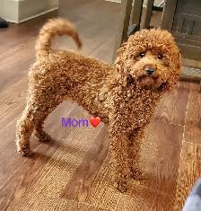 Red Toy Poodle Puppy - Photo 4