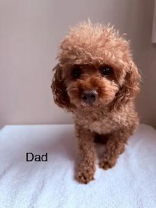 Red Toy Poodle Puppy - Photo 5