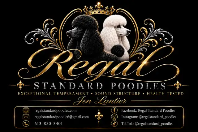 Standard Poodle litter announcements