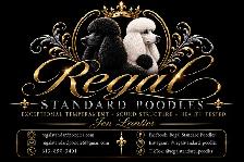 Standard Poodle litter announcements