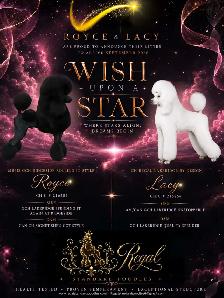 Standard Poodle litter announcements - Photo 2