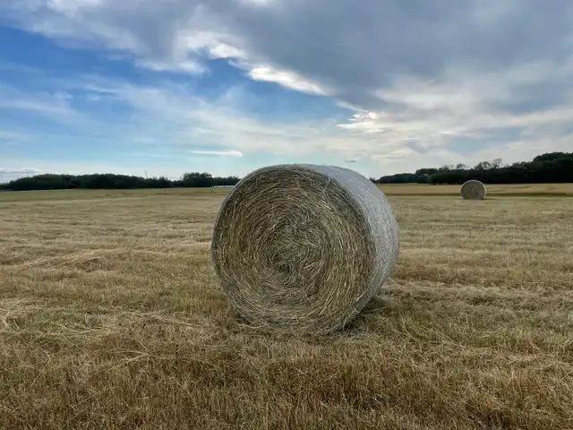 Grass hay for sale