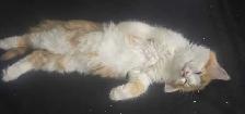 Happy Days Sanctuary Adoption Event and Bake Sale - Photo 3