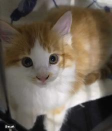Happy Days Sanctuary Adoption Event and Bake Sale - Photo 7
