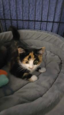 Happy Days Sanctuary Adoption Event and Bake Sale - Photo 8