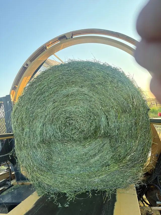 2026 first cut haylage