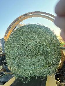 2026 first cut haylage