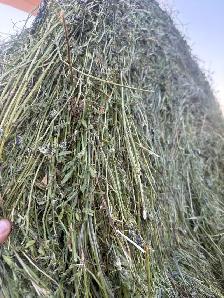 2026 first cut haylage - Photo 5