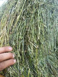 2026 first cut haylage - Photo 6