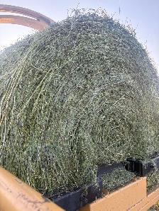 2026 first cut haylage - Photo 7