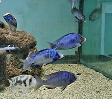 mdoka white lip males 4'-5'