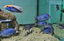 mdoka white lip males 4'-5' - Photo 2