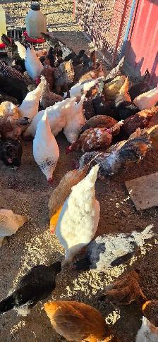 hen for sale