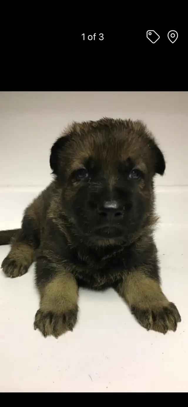 QUALITY GERMAN SHEPHERD PUPPY $950