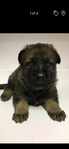 QUALITY GERMAN SHEPHERD PUPPY $950