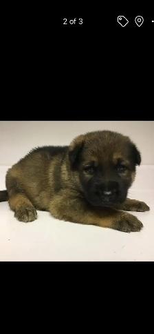 QUALITY GERMAN SHEPHERD PUPPY $950 - Photo 2
