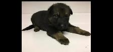 QUALITY GERMAN SHEPHERD PUPPY $950 - Photo 3