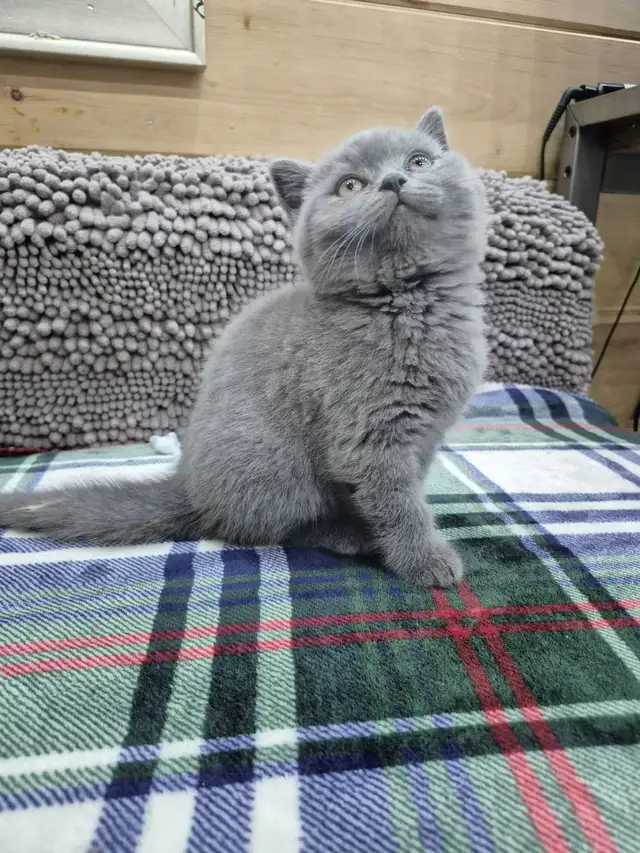 CCA Registered purebred British Shorthair kittens for sale