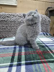 CCA Registered purebred British Shorthair kittens for sale