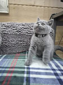 CCA Registered purebred British Shorthair kittens for sale - Photo 2