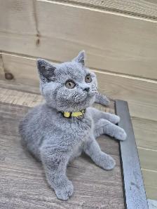 CCA Registered purebred British Shorthair kittens for sale - Photo 3