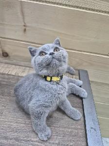 CCA Registered purebred British Shorthair kittens for sale - Photo 4