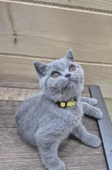 CCA Registered purebred British Shorthair kittens for sale - Photo 5