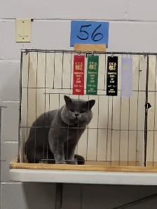 CCA Registered purebred British Shorthair kittens for sale - Photo 6