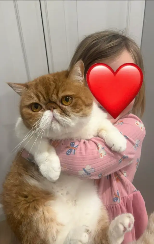 purebred exotic short hair Persian