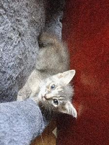LAST 2 KITTENS  and mom