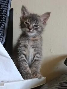 LAST 2 KITTENS  and mom - Photo 2