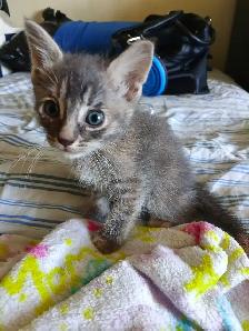 LAST 2 KITTENS  and mom - Photo 3