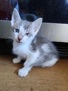 LAST 2 KITTENS  and mom - Photo 4