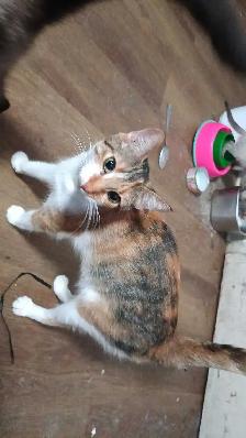 LAST 2 KITTENS  and mom - Photo 8