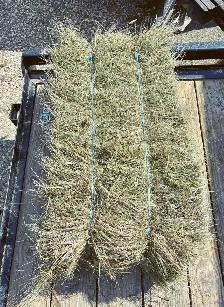 Grass Hay Bales, No Rain (Small Square)