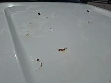 2014 Ford F-250 Super Duty w/Side Airbags/Curtains Delete - Photo 20