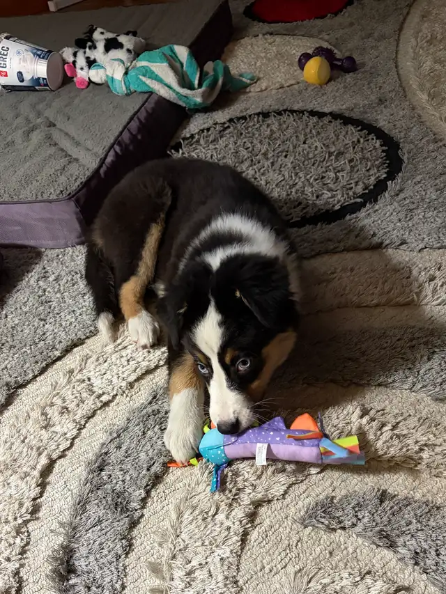 Beautiful Tri-Coloured Australian Shepherd Puppy
