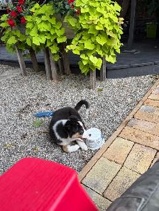 Beautiful Tri-Coloured Australian Shepherd Puppy - Photo 2