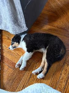 Beautiful Tri-Coloured Australian Shepherd Puppy - Photo 3