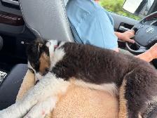 Beautiful Tri-Coloured Australian Shepherd Puppy - Photo 4