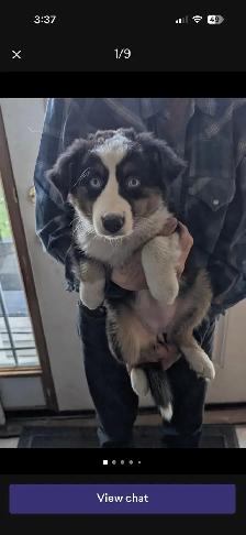 Beautiful Tri-Coloured Australian Shepherd Puppy - Photo 5