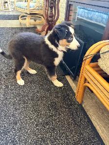 Beautiful Tri-Coloured Australian Shepherd Puppy - Photo 6