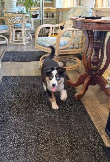 Beautiful Tri-Coloured Australian Shepherd Puppy - Photo 7