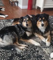 Beautiful Tri-Coloured Australian Shepherd Puppy - Photo 8