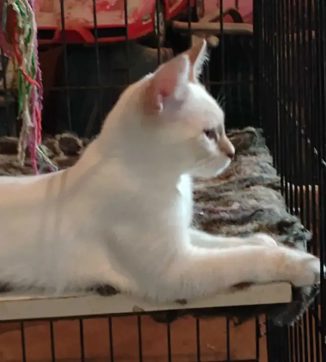 chatons Ragdoll Snowshoes