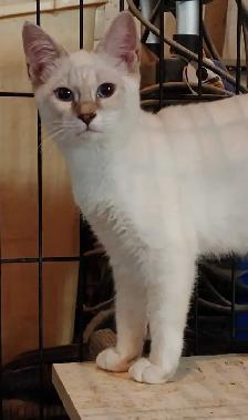 chatons Ragdoll Snowshoes - Photo 3