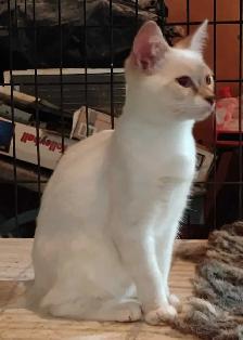 chatons Ragdoll Snowshoes - Photo 5